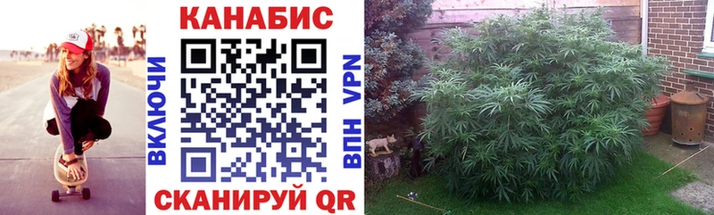 Каннабис конопля Энгельс